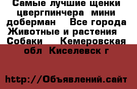 Самые лучшие щенки цвергпинчера (мини доберман) - Все города Животные и растения » Собаки   . Кемеровская обл.,Киселевск г.